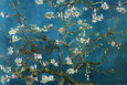 Almond Blossom