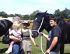 4 year old Shire horse 