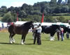 Shires on parade